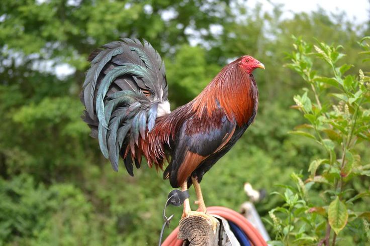 Selecting the Ideal Gamefowl Body Conformation: A Comprehensive Guide