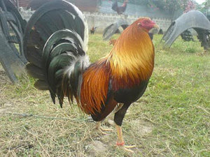 Breeding Gamefowl 101: Tips and Tricks for Success