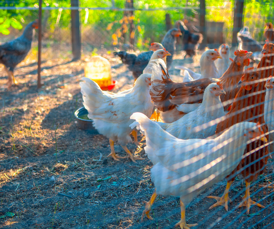 Mycoplasma in Gamefowls: How to Implement Biosecurity Procedures to Protect Your Birds