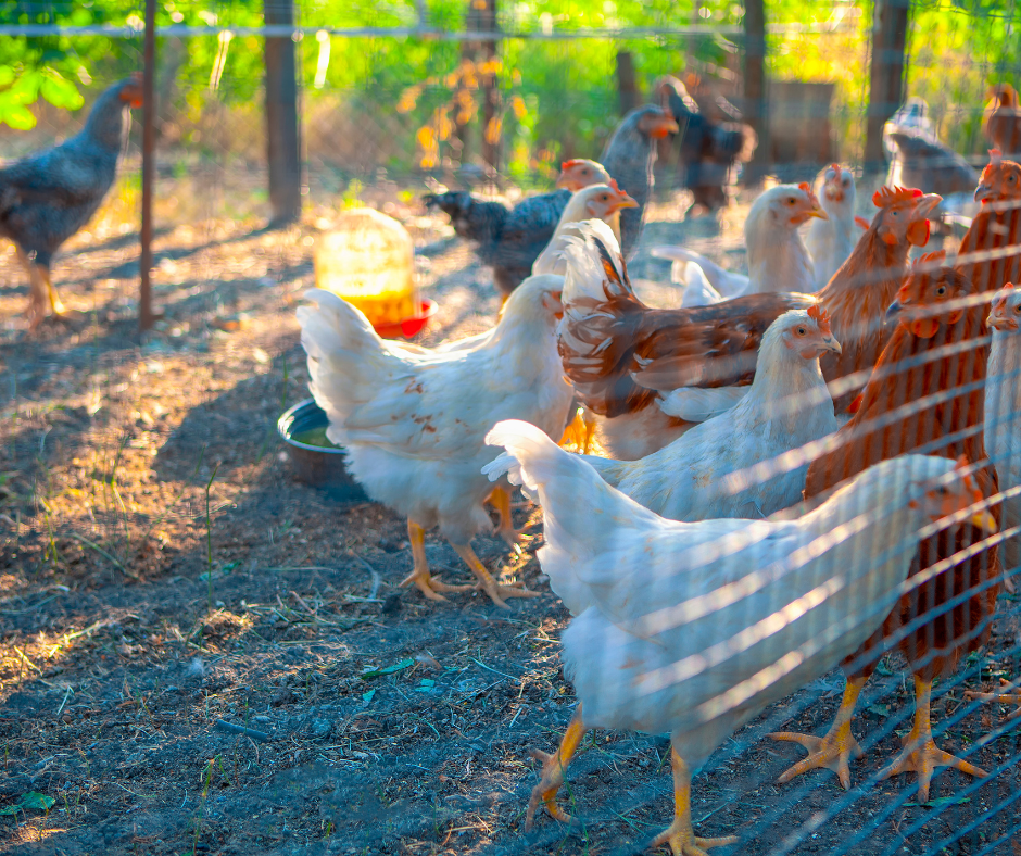 The Risks of Using Human Medicines in Gamefowls