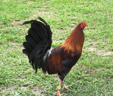 Fighting Vitamin Deficiency in Game Fowls