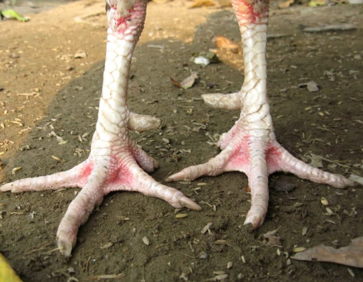 Cómo tratar las patas secas y escamosas en las aves de caza